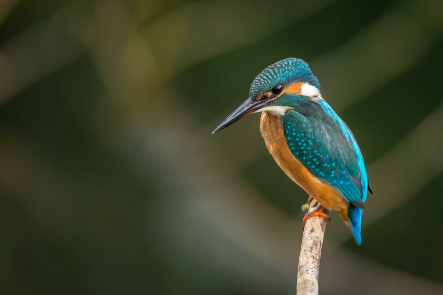 Tier- & Naturfotografie